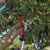 Car 10M Telescopic High Branch Cutting Scissors (No specific years)