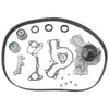 Mitsubishi Triton ML 6G74 3.5L Timing Belt Kit + Water Pump (2006 - 2009)