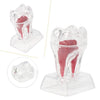 Dental Use Dental Crystal Base Hard Plastic Tooth Molar Teaching Tool Kit