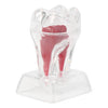 Dental Use Dental Crystal Base Hard Plastic Tooth Molar Teaching Tool Kit